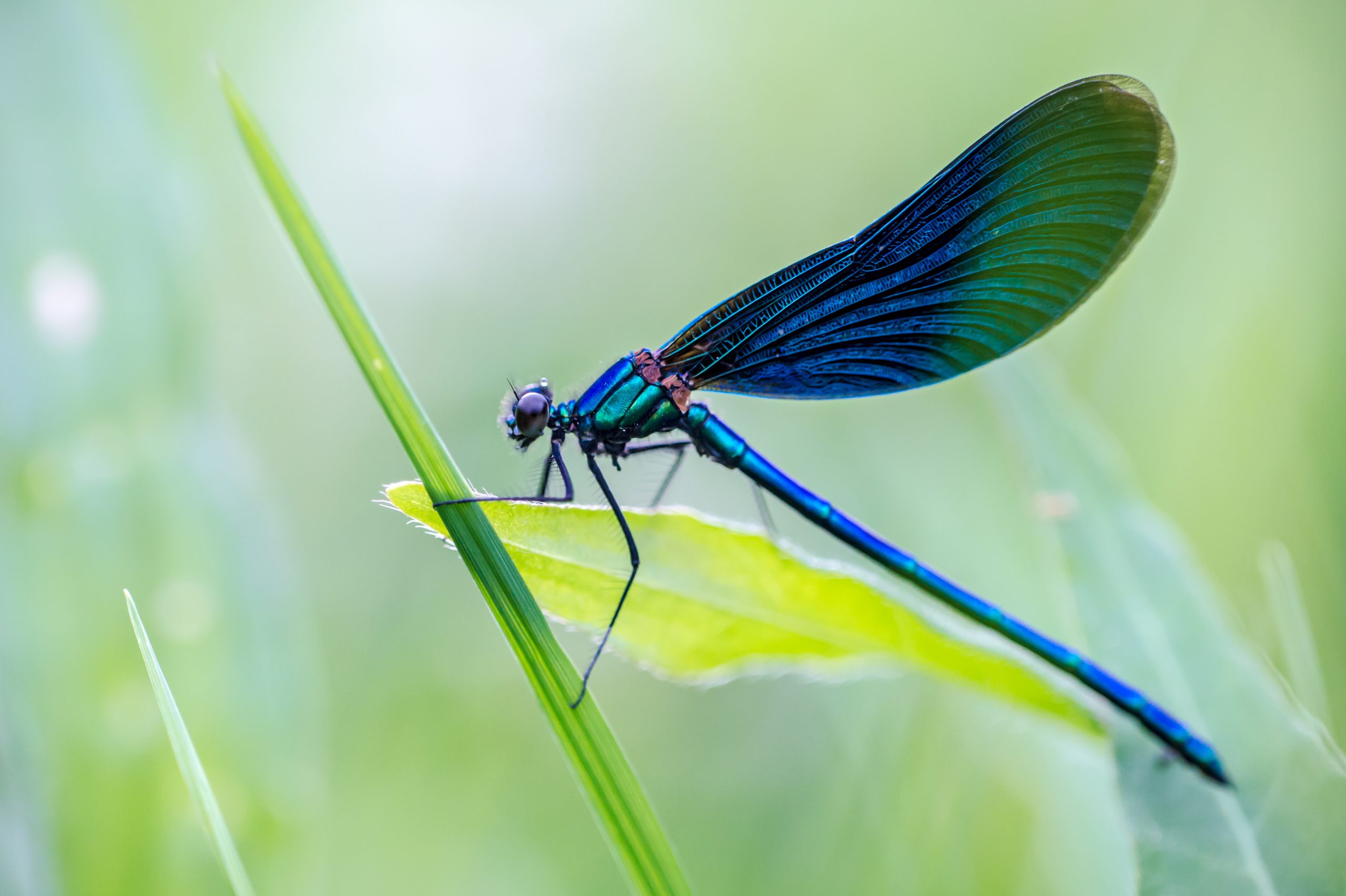 9 Interesting Facts You Should Know About Dragonflies