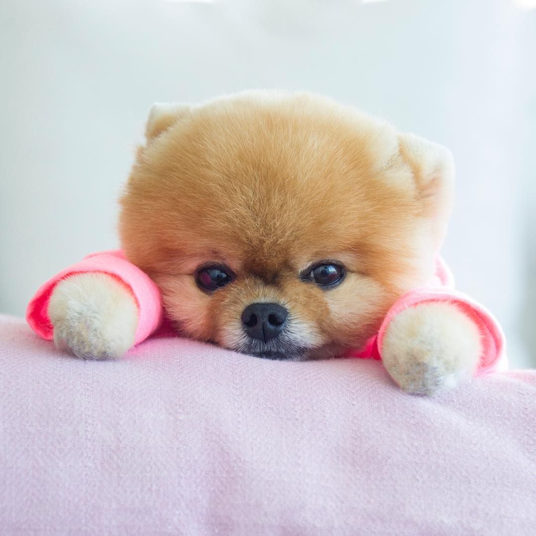 Who Is Jiffpom Real Owner | Everything We Should Note About