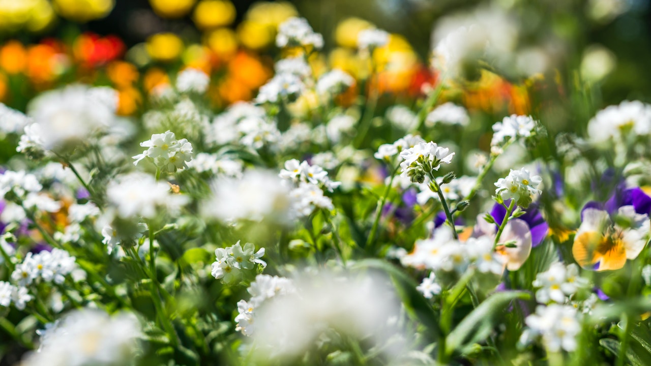 What Tool Do You Use to Edge a Flower Bed?