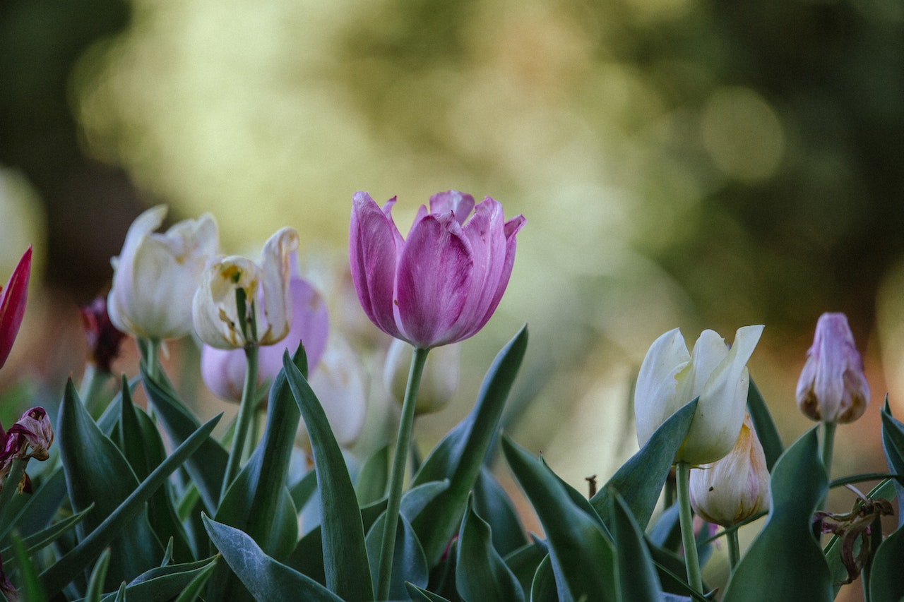 How Wide Should a Flower Bed Next to a Fence Be?