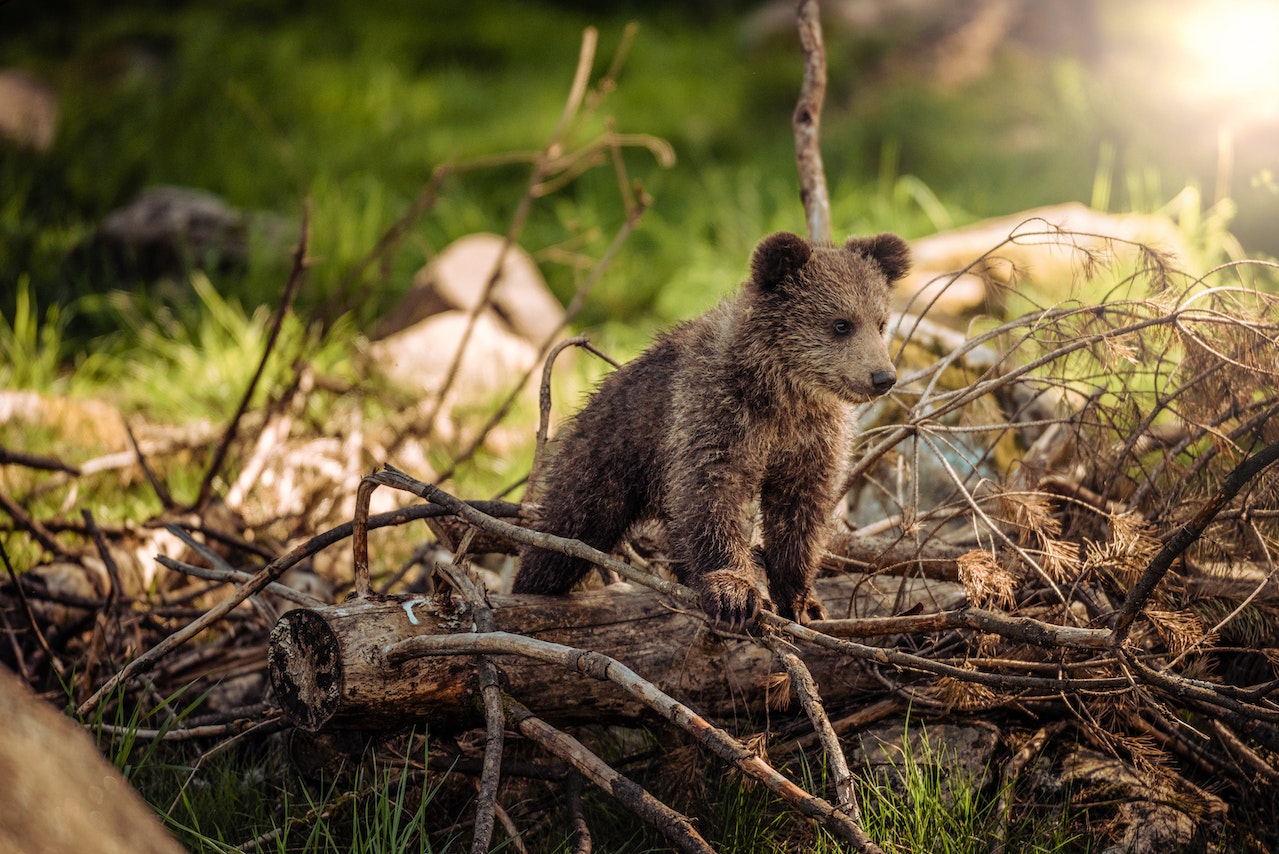 Recognizing Signs of Wildlife Infestations: Identifying the Problem