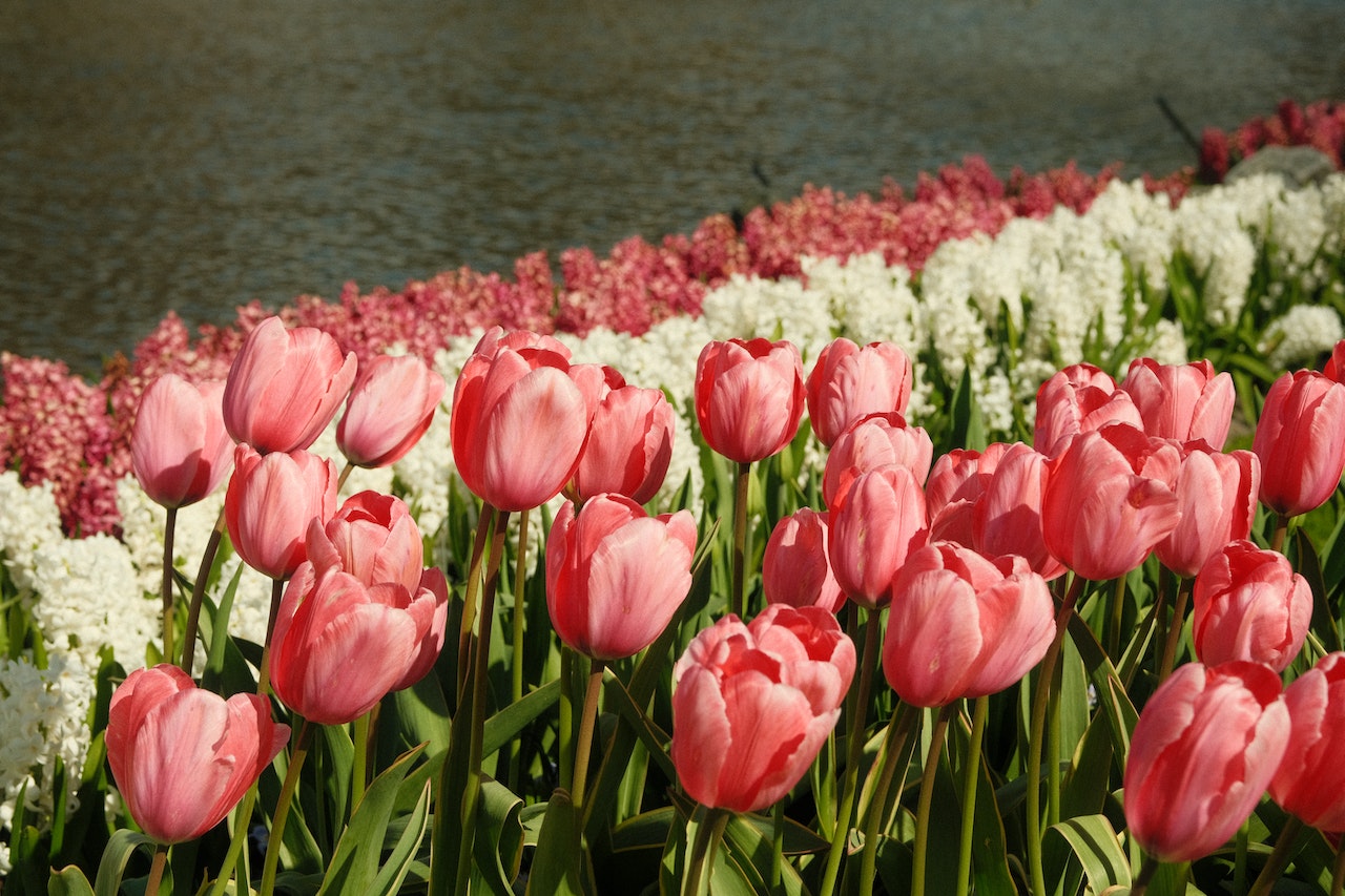 How Do You Space Plants in a Flower Bed?