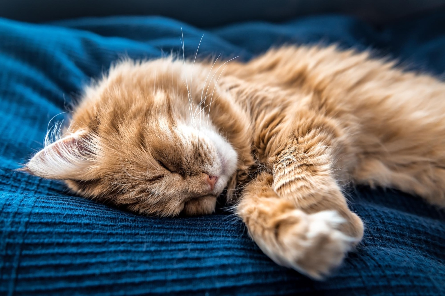 Why Do Cats Sleep So Much: Understanding Cats’ Sleeping Habits